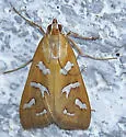 Fractured Western Snout Moth - Hodges#5256