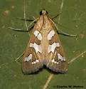 Fractured Western Snout Moth - Hodges#5256 - photo 2