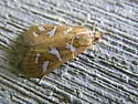 Fractured Western Snout Moth - Hodges#5256 - photo 3