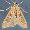 Fractured Western Snout Moth - Hodges#5256 - photo 4