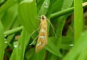 Fractured Western Snout Moth - Hodges#5256 - photo 5