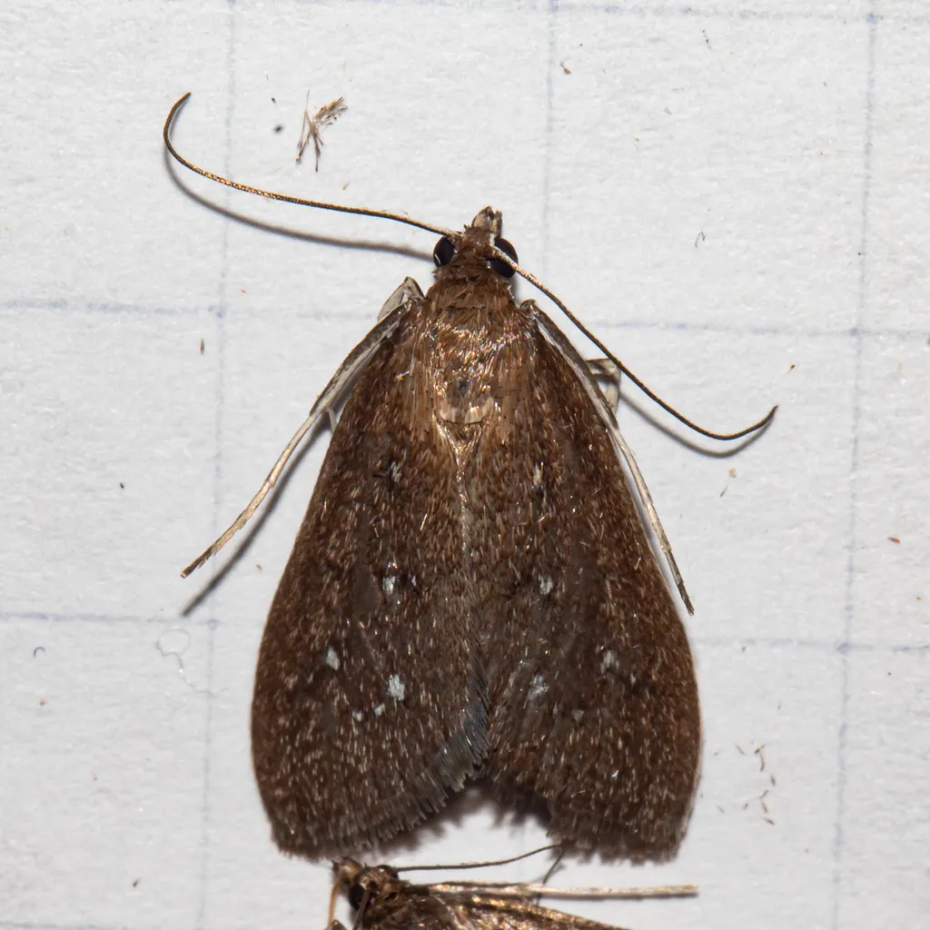 Diastictis pseudargyralis - Hodges#5254 - photo 2
