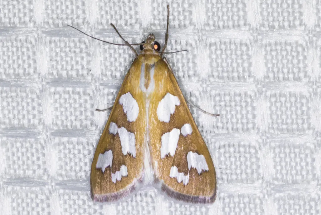 Diastictis robustior - Hodges#5259 - photo 2
