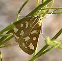 Diastictis sperryorum - Hodges#5260 - photo 2