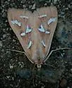 Diastictis sperryorum - Hodges#5260 - photo 4
