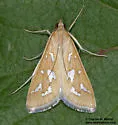 Diastictis sperryorum - Hodges#5260 - photo 5