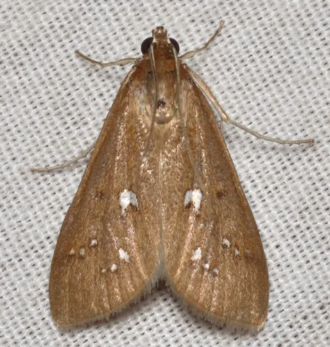 Diastictis ventralis - Hodges#5255