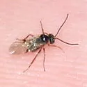 Blackberry Seed Gall Wasp