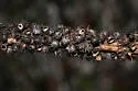 Blackberry Seed Gall Wasp - photo 2