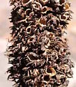 Blackberry Seed Gall Wasp - photo 3