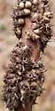 Blackberry Seed Gall Wasp - photo 5