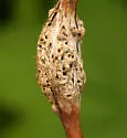 Diastrophus kincaidii