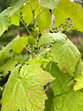 Diastrophus kincaidii - photo 3