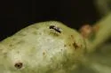 Diastrophus kincaidii - photo 4