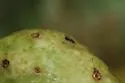 Diastrophus kincaidii - photo 5