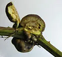 Blackberry Knot Gall Wasp