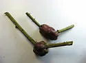 Blackberry Knot Gall Wasp - photo 2