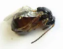 Blackberry Knot Gall Wasp - photo 3
