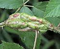 Blackberry Knot Gall Wasp - photo 4