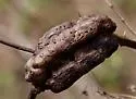 Blackberry Knot Gall Wasp - photo 5