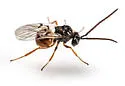 Diastrophus potentillae