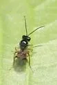 Diastrophus potentillae - photo 2