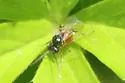 Diastrophus potentillae - photo 3