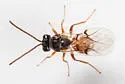 Diastrophus potentillae - photo 4