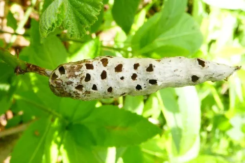 Diastrophus rubi