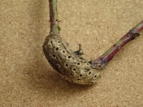 Diastrophus rubi - photo 2