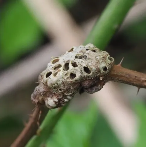 Diastrophus rubi - photo 3