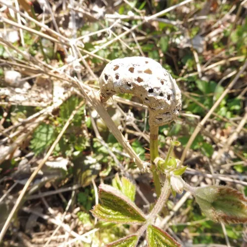 Diastrophus rubi - photo 4