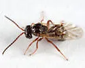 Diastrophus turgidus - photo 2