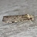 Diataga leptosceles - Hodges#0315 - photo 2