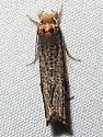 Diataga leptosceles - Hodges#0315 - photo 5
