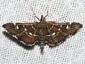 Diathrausta reconditalis - Hodges#5174