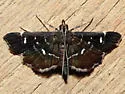 Diathrausta reconditalis - Hodges#5174 - photo 4