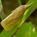 Southern Cornstalk Borer - Hodges#5476