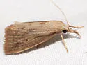 Southern Cornstalk Borer - Hodges#5476 - photo 2