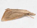 Southern Cornstalk Borer - Hodges#5476 - photo 3