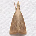 Southern Cornstalk Borer - Hodges#5476 - photo 4