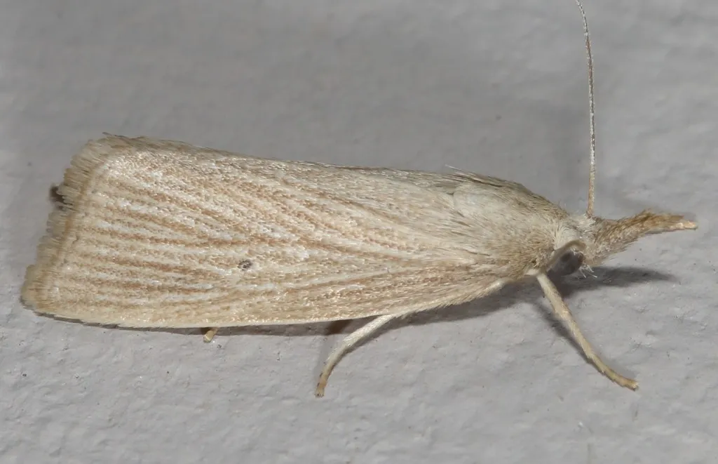 Diatraea evanescens - Hodges#5478 - photo 2