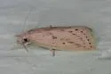 Diatraea Moth - Hodges#5481