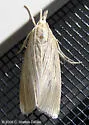 Diatraea Moth - Hodges#5481 - photo 2