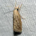Diatraea Moth - Hodges#5481 - photo 3