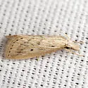 Diatraea Moth - Hodges#5481 - photo 4