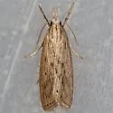 Diatraea Moth - Hodges#5481 - photo 5