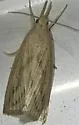 Sugarcane borer moth - Hodges#5475