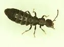 Diaulota fulviventris - photo 2