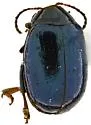 Dibolia catherinia